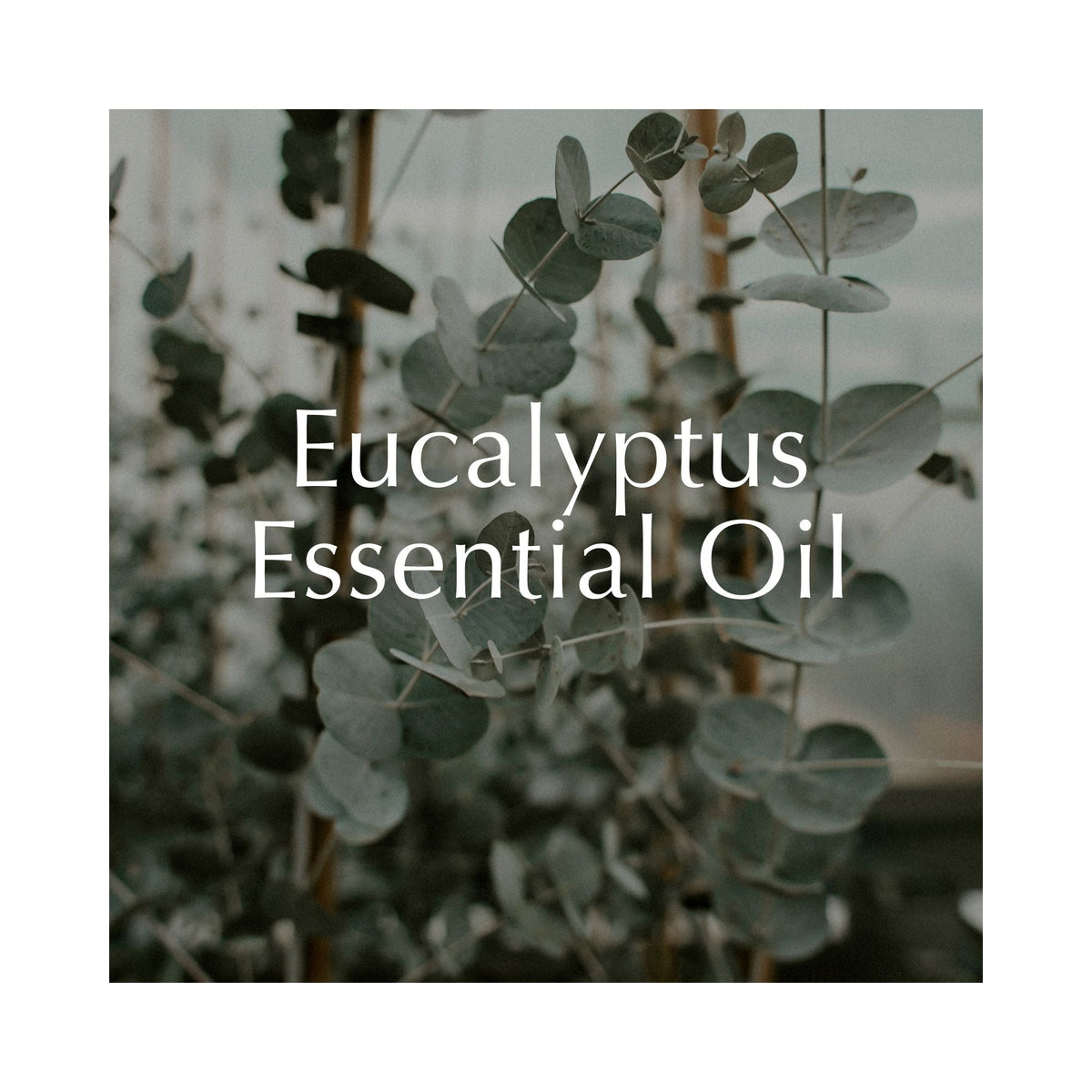 The Science of Eucalyptus: How Aromatherapy Supports Clear Breathing