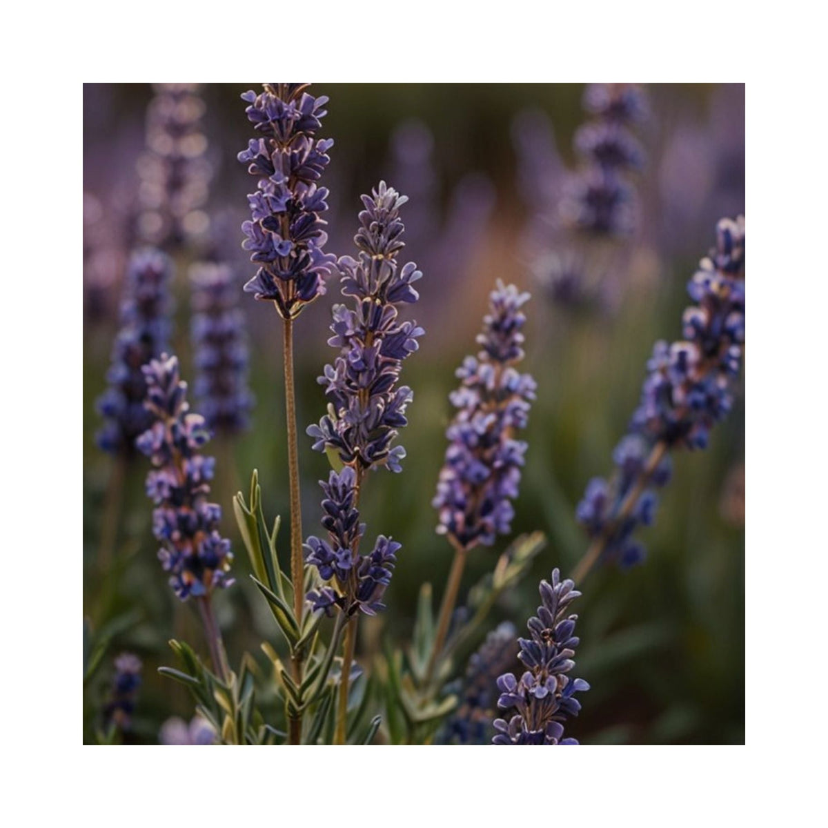 Lavender Shower Steamers: The Calm Choice for Restful Nights