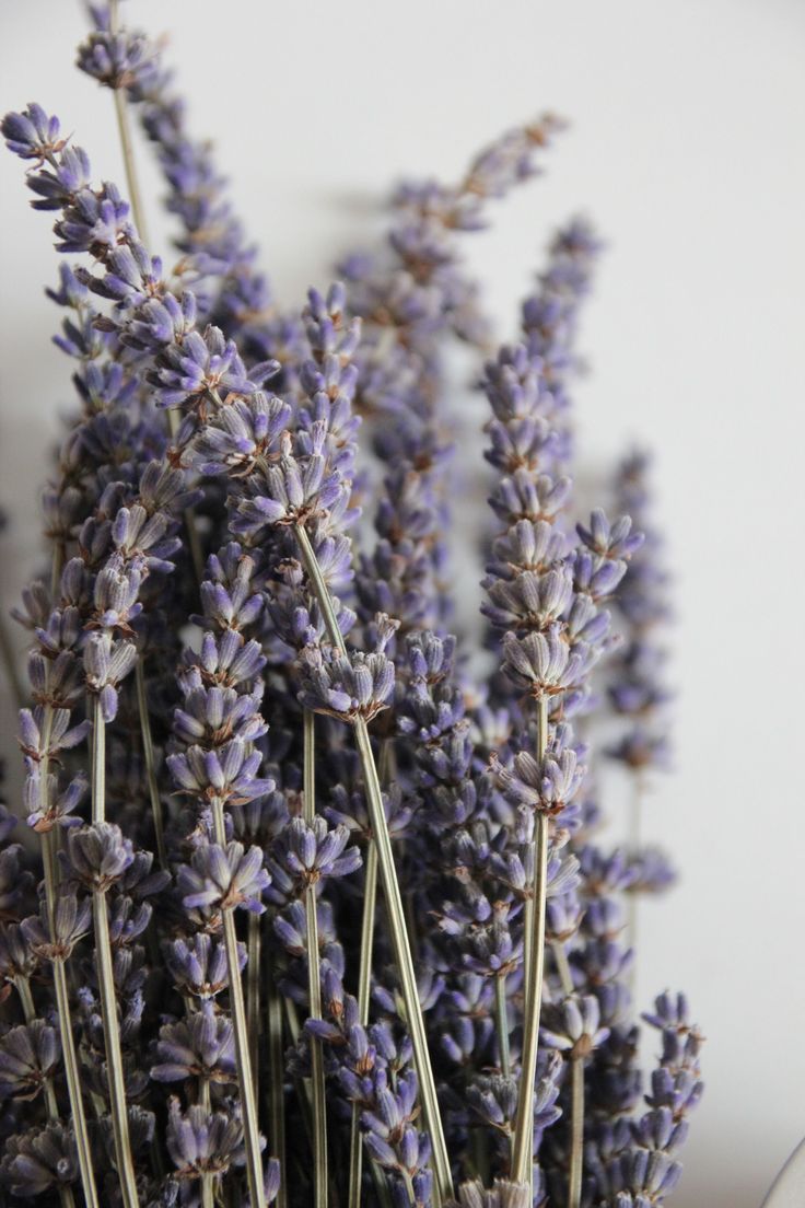 Lavender Aromatherapy Benefits: How to Use Lavender for Sleep, Stress, and Relaxation